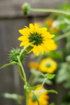 Sunflower Facing Away Stock Photos
