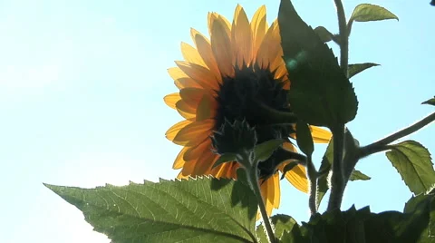 Sunflower facing sun flowing in wind Stock Footage 46585668