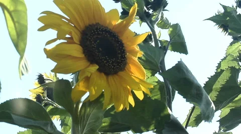 Sunflower facing sun flowing in wind Stock Footage 46585710
