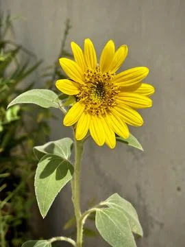 A sunflower facing the sun Stock Photos