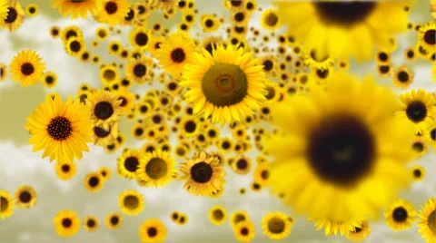 Sunflower falling Stock Footage 51251853