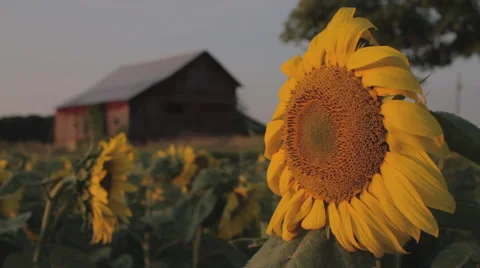 Sunflower Farm 스톡 동영상 41375631