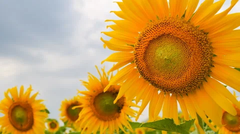 Sunflower in the farm Stock-Footage 58758151