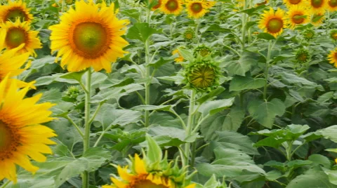 Sunflower farm 库存影片 61249955