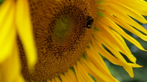 Sunflower Farm Stock Footage 317080041