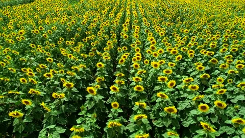 Sunflower Farm Stock Footage 340777790