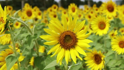 Sunflower farm waving in wind Stock Footage 292087976