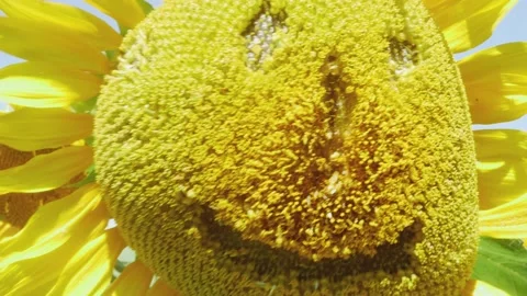 A sunflower with features of a human smiling face next to a sunflower with f Vídeos de archivo 203331257