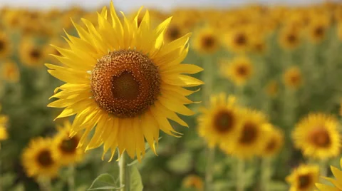 A sunflower is feeling good Vidéo 34717662