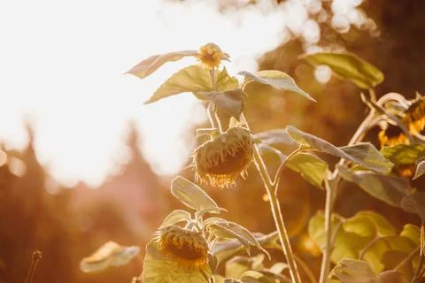 A sunflower feild in the middle of nowhere Stock Photos