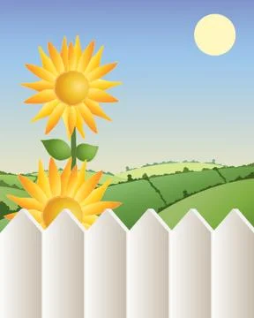 Sunflower with fence Stock Illustration