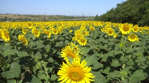 Sunflower field 001 Stock Footage 111592157