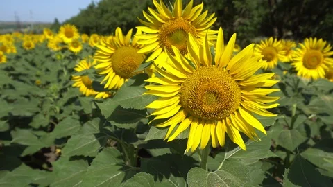 Sunflower field 002 Stock Footage 111592124