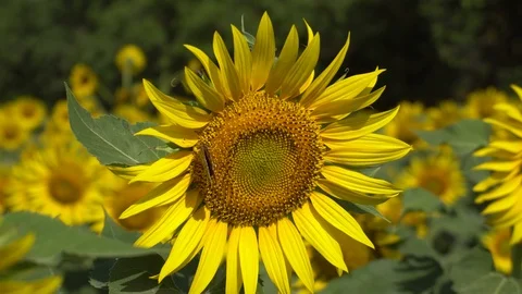 Sunflower field 010 4k Stock Footage 111592501