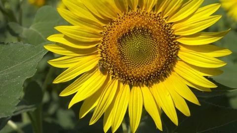Sunflower field 011 4k Stock Footage 111592497