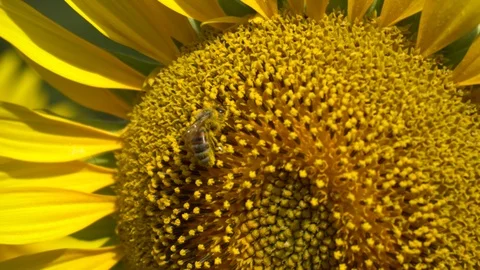 Sunflower field 012 4k Stock Footage 111592958