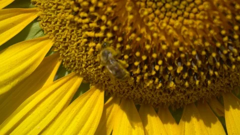 Sunflower field 013 4k Stock Footage 111593513