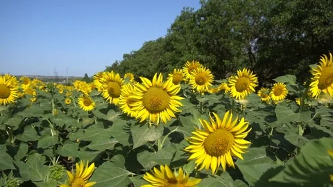 Sunflower field 019S Stock Footage 111596717