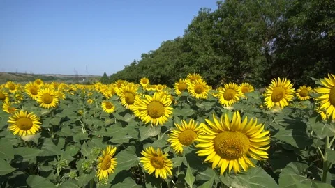 Sunflower field 020S Stock Footage 111596399