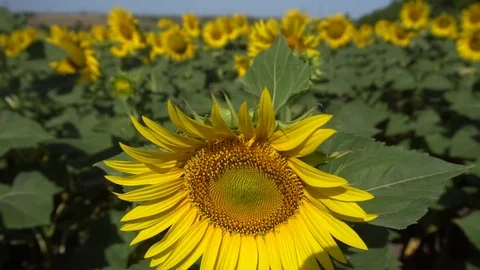 Sunflower field 025S Stock Footage 111596715