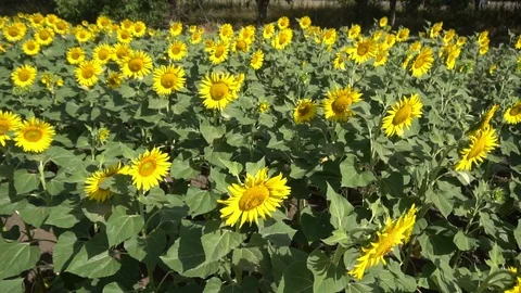 Sunflower field 026S Stock Footage 111596670