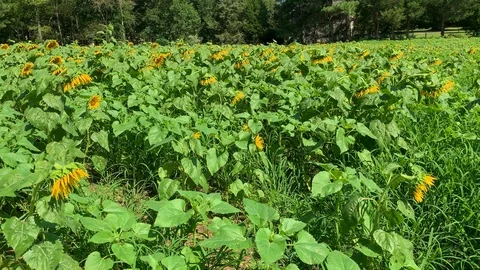Sunflower field 1 Stock Footage 114770419