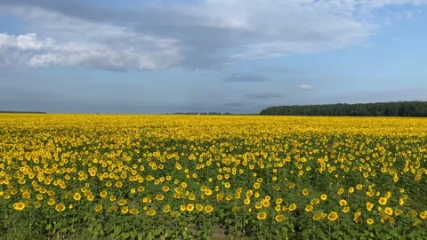 Sunflower Field 1 Stock Footage 274904035