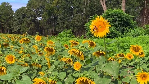 Sunflower field 10 Stock Footage 114768597