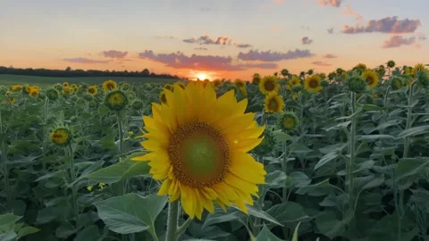 Sunflower Field 11 Stock Footage 288629152