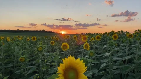 Sunflower Field 13 Stock Footage 288629147