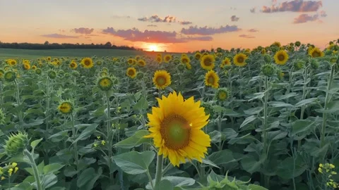 Sunflower Field 14 Stock Footage 288629136