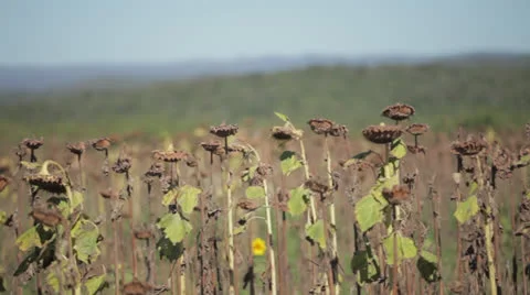 Sunflower Field 2 Stock Footage 23791293