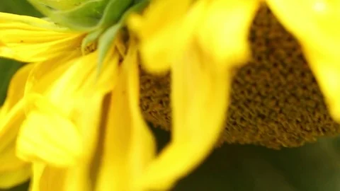Sunflower field 2 Stock Footage 82302930