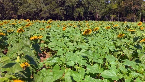 Sunflower field 2 Stock Footage 114770306