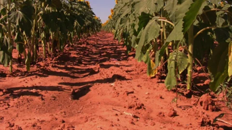 Sunflower field 3 Stock Footage 30126793
