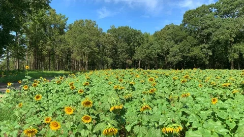 Sunflower field 3 Video stock 114769830