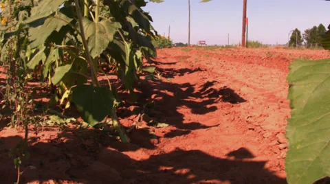 Sunflower field 4 Stock Footage 30122614