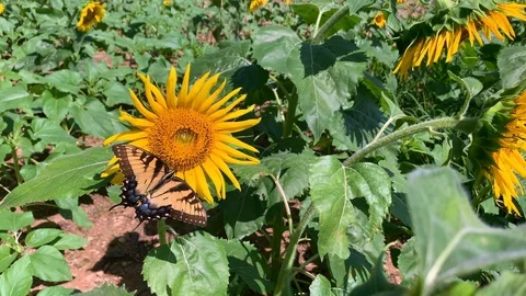 Sunflower field 4 Stock Footage 114770040