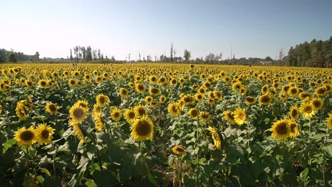 Sunflower Field in 4K Stock Footage 127179118