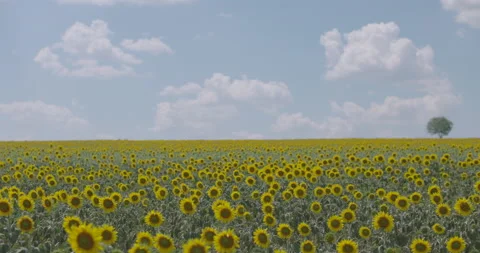 Sunflower Field (4K) Stock Footage 200846855