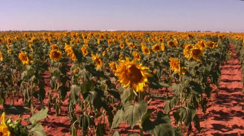 Sunflower field 5 Stock Footage 30123310