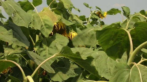 Sunflower field 5 Stock Footage 82304336