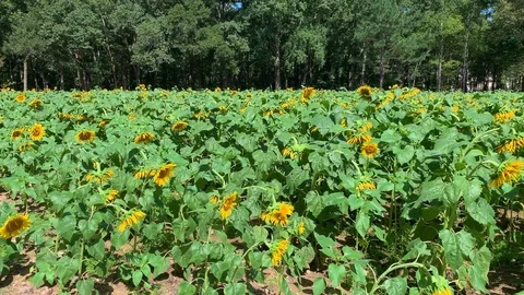 Sunflower field 5 Stock Footage 114769537