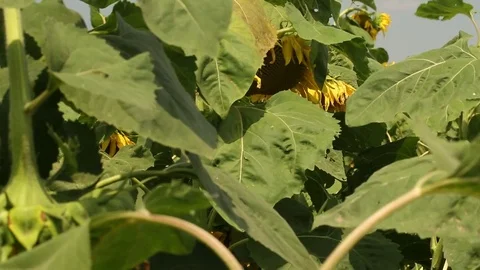 Sunflower field 6 Stock Footage 82304888