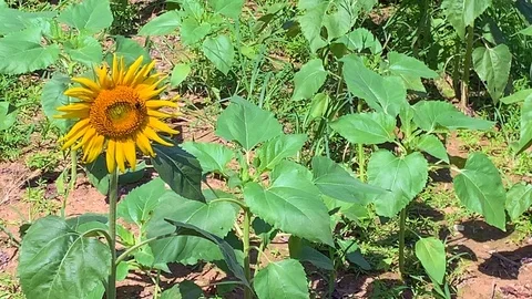 Sunflower field 6 Stock Footage 114769532