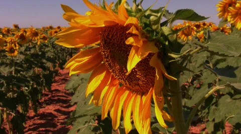 Sunflower field 7 Stock Footage 30123997