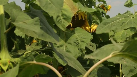 Sunflower field 7 Stock Footage 82305086