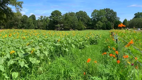 Sunflower field 7 Stock Footage 114769208