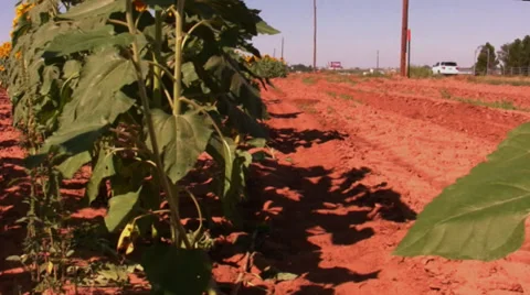 Sunflower field 8 Stock Footage 30128285