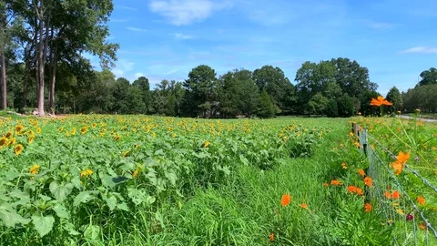 Sunflower field 8 Stock Footage 114769231
